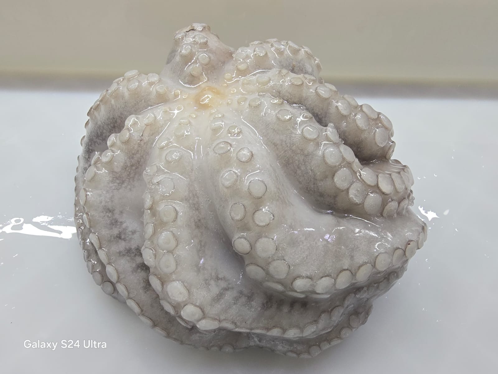 octopus indonesia